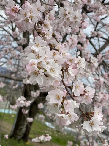 満開時の桜が広がる景色は遠くでも近くでも圧巻です！「おすすめの撮影スポット」