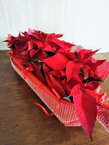 ポインセチア「ポインセチア３号　３個入り　クリスマスにいかがですか。　【札幌市北区太平のお花屋さん　花だより】」