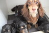 「ミニチュアダックス子犬情報」