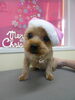 「ヨーキーＳａｎｔａ～　(^○^)　♪♪♪」