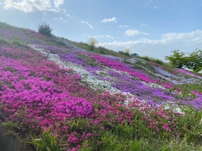 「【西条市・禎瑞】定番の芝桜、今年も綺麗に咲いています♪」