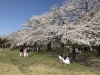 「豊明・東郷・日進・長久手の桜の名所といえば・・・」