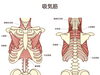 呼吸を支える“横隔膜”と“肋間筋”「南草津で呼吸が浅い・疲れやすい方へ｜横隔膜と肋間筋を整えて体質改善【カイロシガ整体院】」
