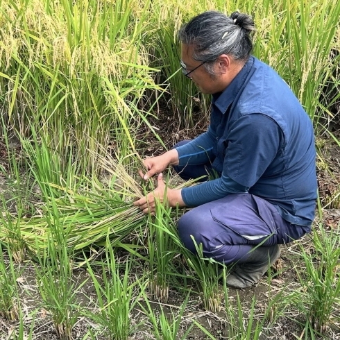 「肥留間農園さんで稲刈り🌾してきました！」