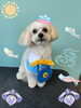 「Dog salon mofu mofu 余市町」