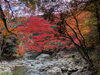 川の流れの音で癒されました🍂「奥津渓へ紅葉を見に行ってきました🍂」