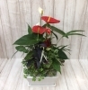 寄せ植え（観葉植物）「♬お盆花　寄せ植え♬」