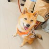 うめちゃん「今日のお友達」