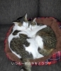 うちのこビデオ「キキとララ」より「【大切な家族の思い出を形に🐶🐱✨】」