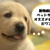 川崎市でオススメの動物病院・ペットサロン（トリミング・ホテル）まとめ