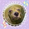 「Dog salon mofu mofu 余市町」
