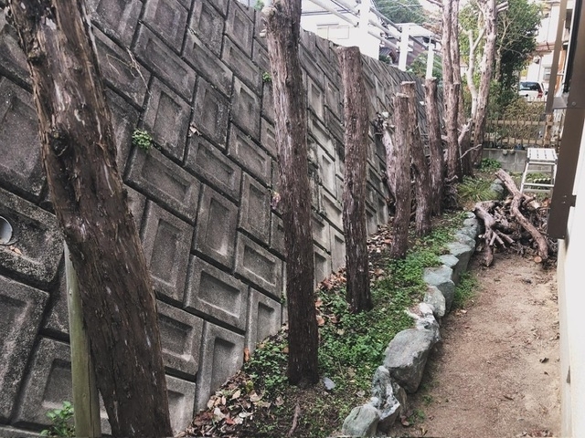 カイヅカイブキ10本の抜根「川西市でお庭の木の抜根をしました！」