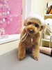 「今日も楽しく♪♪♪　プードルＳａｎｔａ　ヽ(^。^)ノ」