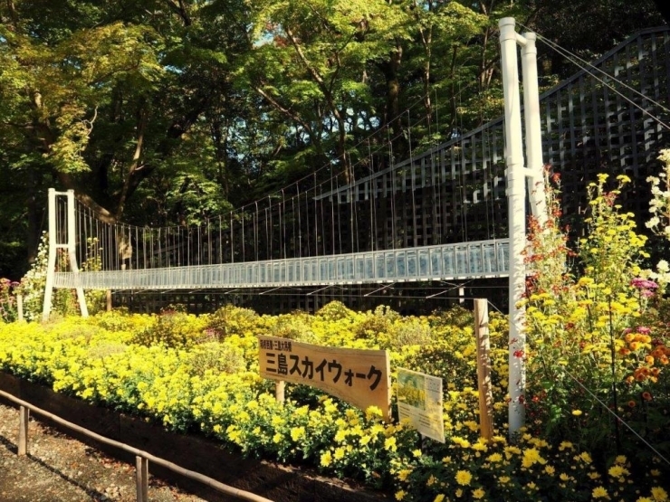 もうすぐオープン予定の三島スカイウォーク（三島西麓大吊橋三島）。いまから楽しみです！