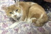 いつもの事をお留守番中も…禁止のベットでチャッカリとお昼寝するは あきちゃん「猫ちゃん＋犬ちゃん大家族もおまかせ！条件付きでワンちゃんのお世話も承ります」