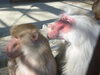 カメ♀（左）とバンビ♂（右）「現実は厳しい！」