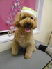 「メリークリスマス★★★わんこ～ヽ(^。^)ノ」