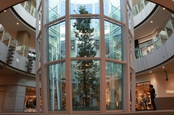 モールの中央にある「テラリウム」は、お客さんと共に成長することを願うシンボルツリーが植えられています。