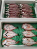 「📣本日のお魚情報🐟」