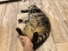 親愛のゴローン！撫でがいのあるお腹です「レオン君の 待ってたよ〜！が とても嬉しいのです」