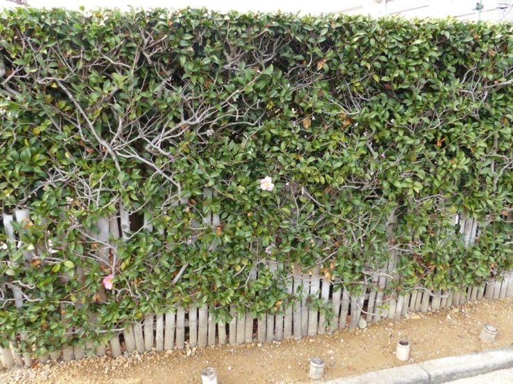 豊中市の保護樹林に指定されている山茶花の生垣。40mもあるそう！