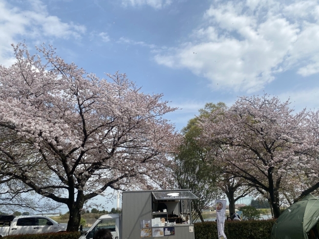 桜「TAMATOUお花見祭りに行ってきました！♪」
