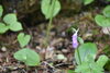 カモメラン「宝石のような山野草の輝きに癒される」