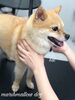 「秋のオプションキャンペーン　（＾∇＾）」
