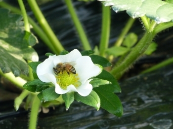 働き者のミツバチは美味しくて形の良い「いちご」にするために大活躍中！！