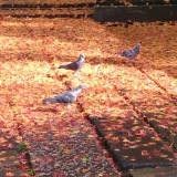 東漸寺の紅葉