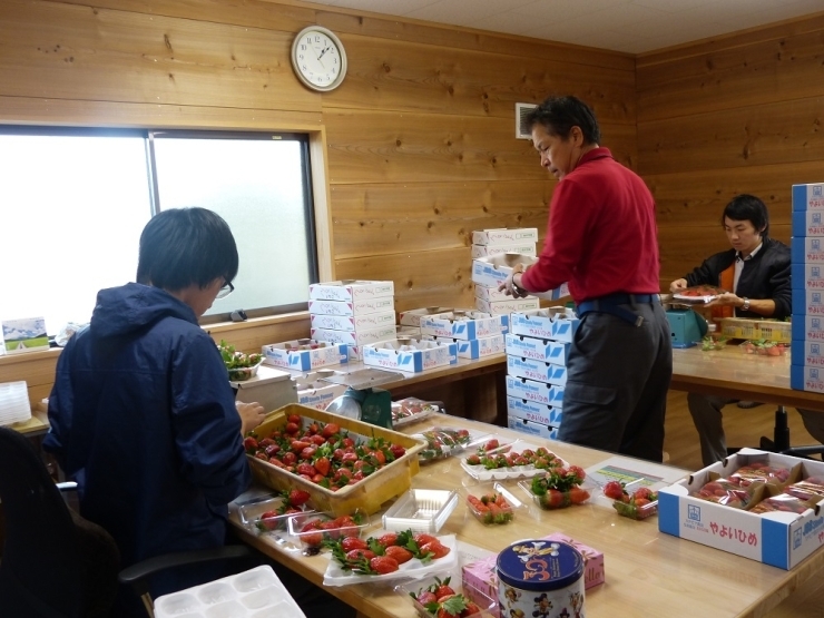 森作いちご園の作業場！　いちごの大きさによって選別していきます。