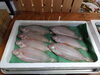 「📣本日の店内🐟」