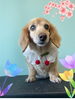 「Dog salon mofu mofu 余市町」