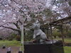 出雲大社神苑桜景色「【春の出雲へ！】桜の季節がやってきました！」