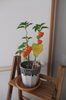「夏の花　入居者の方の憩いの場」