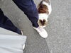 大丈夫かニャー「(ΦωΦ) それぞれのネコ (=^・^=)　★英会話と体操のコラボ教室（堀切、お花茶屋、綾瀬、亀有、小菅）」