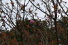 八重桜「舞鶴引揚記念公園　桜情報」