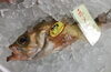 「魚魚市場鮮魚コーナーおすすめは「コノシロ」です♪」