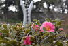 公園の様子（気温が低いです）「舞鶴引揚記念館　今朝の様子です☺」