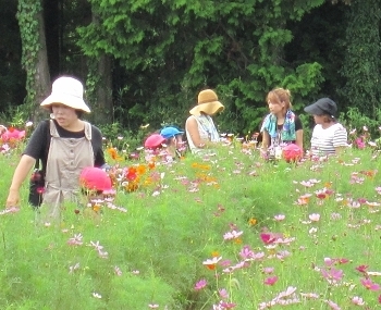 　　　　　コスモス摘み♪
　　「お母さん、何色の花にする？」「行方市立北浦幼稚園」