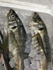 「魚魚市場鮮魚コーナーおすすめは「レンコ鯛・青さ」です♪」