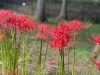 一面に咲く彼岸花 ヒガンバナ が綺麗 秋のハイキングも気持ち良い 都立水元公園 はなしょうぶ園の丘 まいぷれ葛飾編集部のニュース まいぷれ 葛飾区 一面に咲く彼岸花 ヒガンバナ が綺麗 秋のハイキングも気持ち良い 都立水元公園 はなしょうぶ園の丘 まいぷれ葛飾編集部のニュース まいぷれ 葛飾区