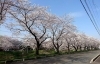 地蔵川堤防 松新町付近 地元でお花見するならココ 春におススメの春日井市さくら特集 まいぷれ 春日井市