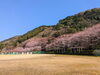 「【西条市小松町大頭】石根ふれあい公園の桜が満開！」