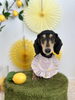 アナくん「わんことレモン🍋＆はじめまして♡」