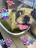 ハーブパック中♡♡「お友達♡ Dog salon mofu mofu 余市町」