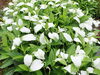 植物の半夏生。名前の由来はこの頃に葉が白くなる から説、半分化粧をしたようだから説等があります。「今日6月21日（日）から二十四節気10番目の「夏至」に入ります。「夏至」の期間は、次の節気「小暑」の前日7月6日（月）までの期間をいいます。」