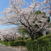 ■桜特集■長久手　血の池公園