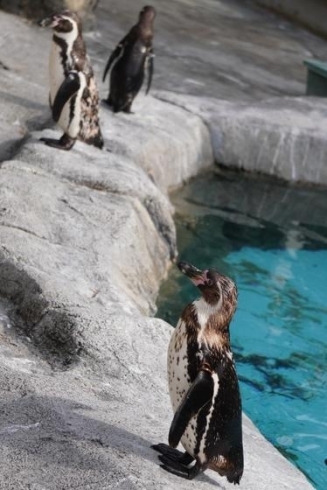 シロコ＆シンジを見つめるセサミ「フンボルトペンギンのシロコ」
