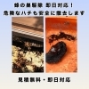 蜂駆除